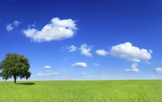paisaje arbol y cielo azul